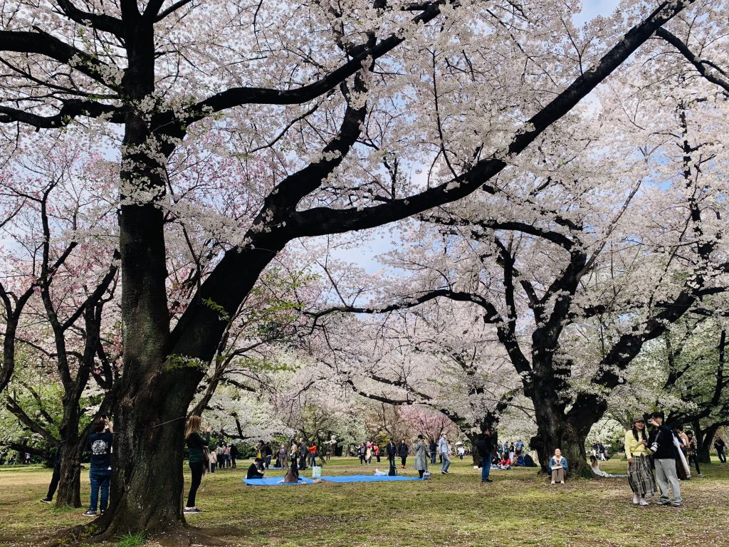 Hanami au Shinjuku Gyoen, Tokyo