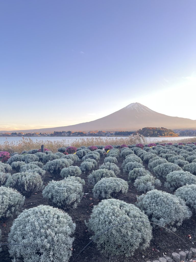 Vue sur le mont Fuji depuis Oishi Park, Kawaguchiko