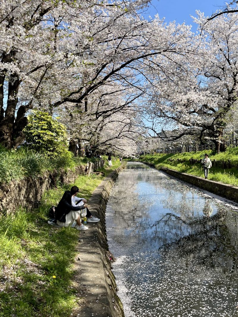 Itinéraire Tokyo Sakura 🌸 :  que voir en 3 jours (mes meilleurs spots cerisiers en fleurs)